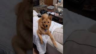 Willow the Finnish Spitz puppy talking