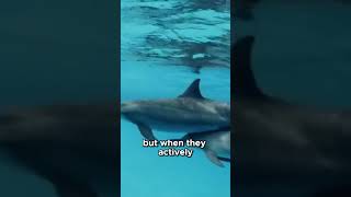 Dolphins Guiding Humans to Safety More Than Instinct #Dolphins #Shorts