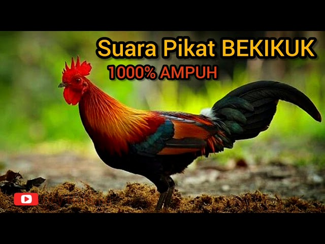 Suara Ayam Hutan Merah Jawa (Bekikuk / Kasintu) class=
