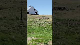Birds ( Barn Swallows) Building Nests!