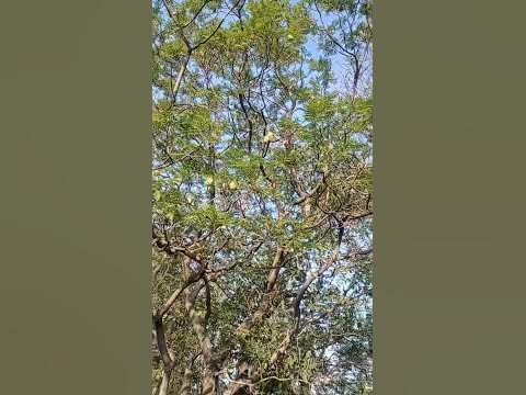 árbol 🌳 dela agusticidad con cucunas 🎼🎼 - YouTube