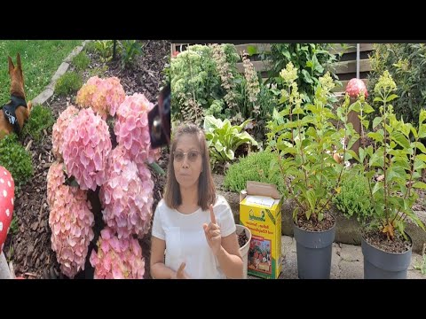 Video: Paano Magtanim Ng Isang Hydrangea Sa Labas Ng Bahay Sa Tagsibol? Mas Mahusay Bang Magtanim Sa Tagsibol Kaysa Sa Taglagas? Paano Magtanim Nang Tama Ng Mga Punla?