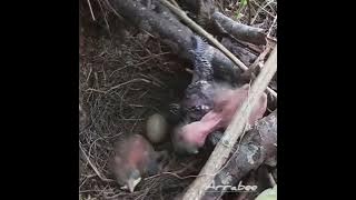 inilah kelakuan anakan burung kadarsih