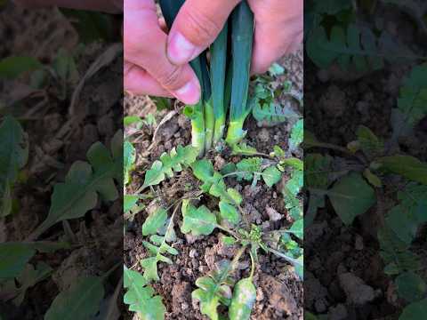 Pull up the green onions #satisfying