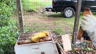 Swarm Trap colony transfer to permanent hive