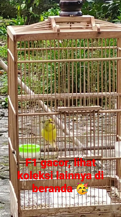 koleksi kenari F1 gacor