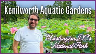 Match Highlights Kenilworth Aquatic Gardens | Guide to Washington DC’s National Park | Lotus & Water Lily Festival