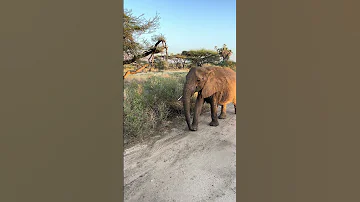 A Much Welcomed Morning In Samburu National Reserve 
