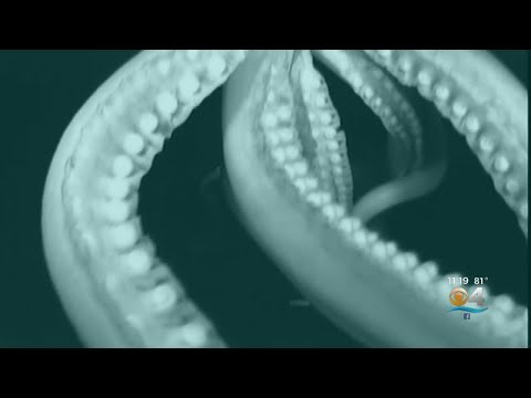 Video: Scientists: In The Depths Of The Ocean, Squid The Size Of A Bus Can Live - Alternative View