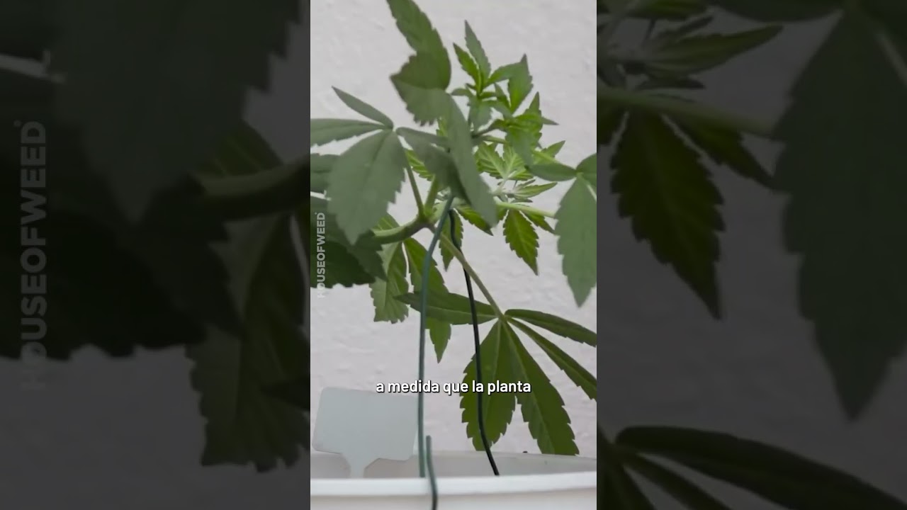 Hice Main Lining para Multiplicar las ramas Principales