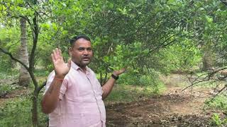 Lemon plants which variety is best and how to get maximum yeild is shared here