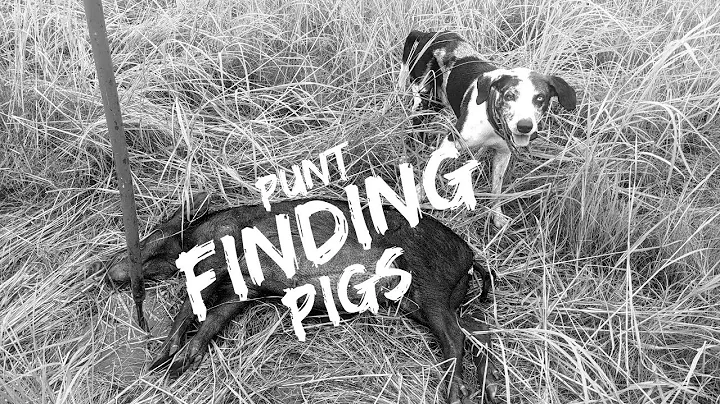 Finding and tracking NT pigs | How to hunt wild pig | PUNT Ep.1 2023.