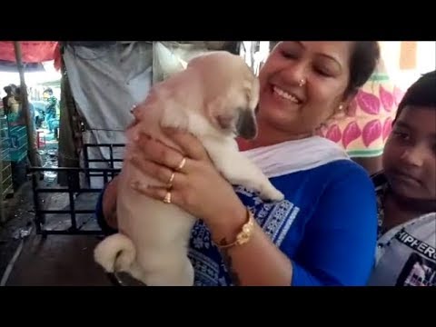 Happy Lady Gets Her Favourite Pug Puppy At Galiff Street