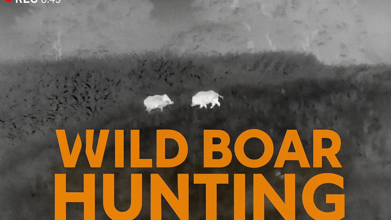 Schwarzwildjagd am Mais 