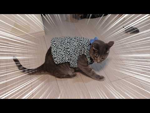Kumajiro and Torojiro - YouTube