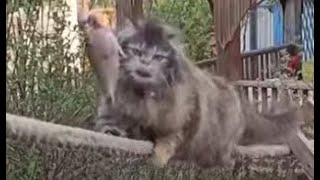 кошка Пушинка показала всем котам мастер класс по добыванию рыбы / funny cats