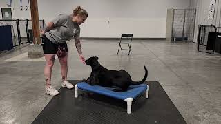 Teaching Raven to Place with a verbal cue