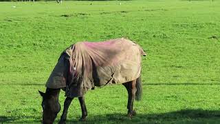 BUSHEY HEATH VILLAGE HORSES