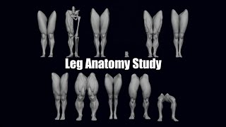 Leg Anatomy Study Sculpting in Blender