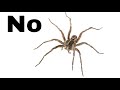 Rambling about Spiders NOT CLICKBAIT