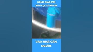 Cảnh giác với rắn lục đuôi đỏ | vào nhà cắn người !