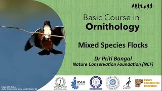 Mixed Species Flocks