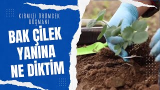 Sen de 🍓ÇİLEK yanına MUTLAKA dikmelisin #kardeşbitkiler #çilekyetiştiriciliği Resimi