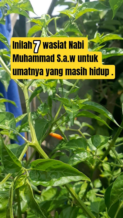 Prophet Muhammad's (PBUH) will for his living followers #self-reminder #shorts #hadith #short