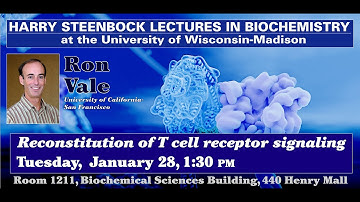 Steenbock Lecture2 - Ron Vale