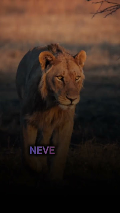 Sigma rule~🔥😎| Attitude status 😈| Lion King #shorts #viral #attitude