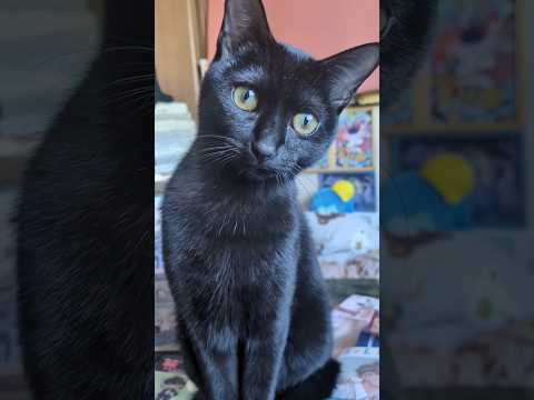 何でこの人は自分の顔を祓うのだろう なぜなーぜ ねこ ジジ