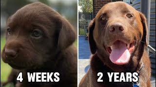 Chocolate Labrador Puppy | 4 Weeks to 2 Years | Puppy to Dog