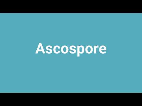'Ascospore' Meaning and