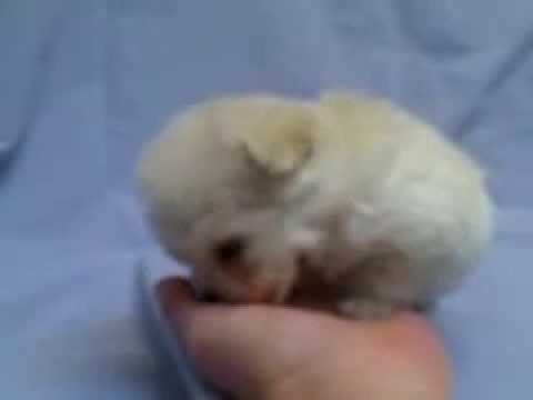 teddy bear maltipoo for sale