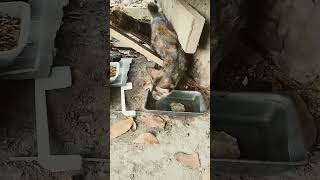 The important thing is that they don't go hungry...#cat #pets #animals #sharing #viral #viralvide...