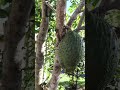 Giardinaggio/Gartenarbeit/jardinage/園芸/Gardening/berkebun/बागवानी/การทำสวน/fruit trees/sour sop