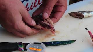 Red eye Sardine ball bait for brownskates | ASFN Baits & Traces