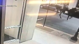 Police identify man hit by Lynchburg police car after trying to escape police on horseback, poli...