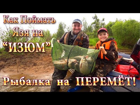 Как Поймать Много Язя на Изюм! Рыбалка на Перемет!