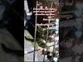 Котенок ищет добрые руки в Тульской области.Здесь: https://t.me/razgovoryprochat  #кот #shorts #sad