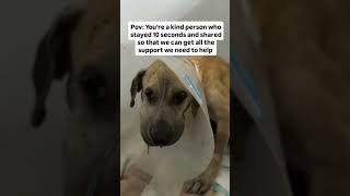 Even with his diagnosis, he still wags his tail and spreads joy.