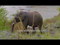 Rainy day spa: Majestic Elephant bathing in slow motion