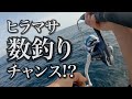 【外房】ヒラマサの数釣りが楽しめそうな季節ですね…!?