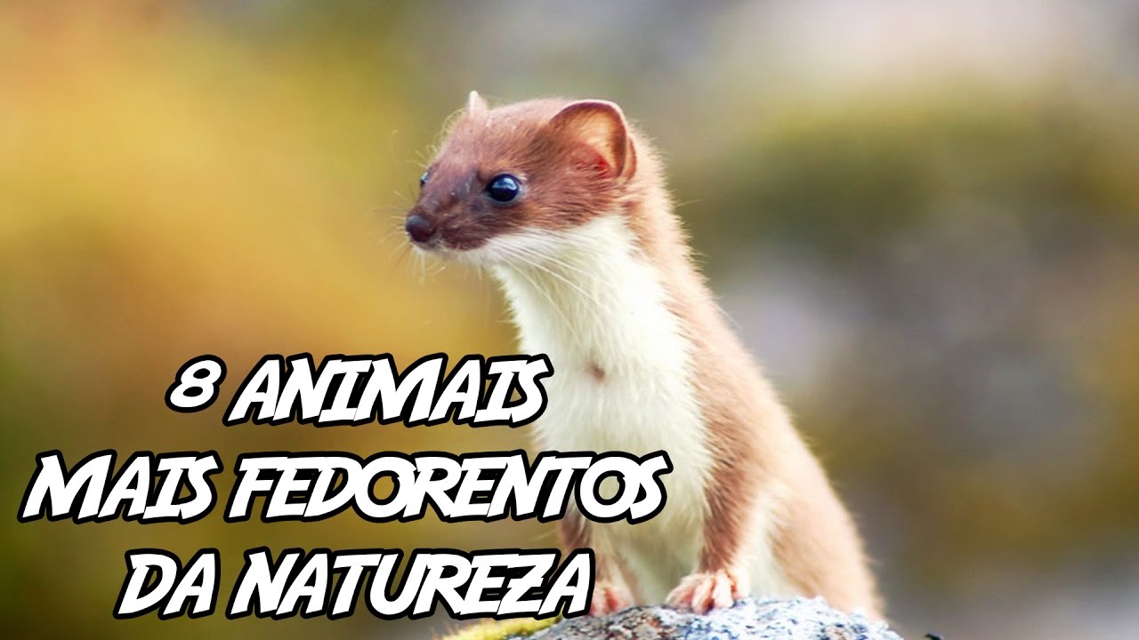 8 Animais mais Fedorentos da Natureza