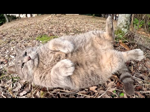 Видео: Толстый серый кот забрался человеку на плечо.