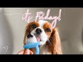 IT'S FRIDAY! AND WE HAD SOME MANGO SORBET // Cavalier King Charles Spaniel June 5 2020 Vlog