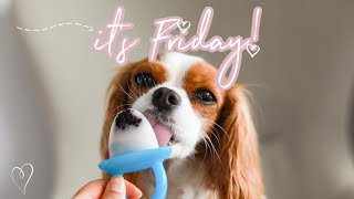 IT'S FRIDAY! AND WE HAD SOME MANGO SORBET // Cavalier King Charles Spaniel June 5 2020 Vlog