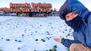 Download Lagu Ekplor Lahan Pertanian Tertimbun Salju,Bagaimana Rumah Warga Jepang ?? MP3