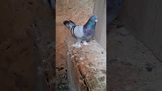 Abone olmayı unutmayın #güvercin #populerpigeon #pigeonlaver #oyunkuşu #birds #love #pigeon