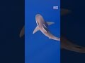 Are there more sharks near our shores now? | 60 Minutes Australia